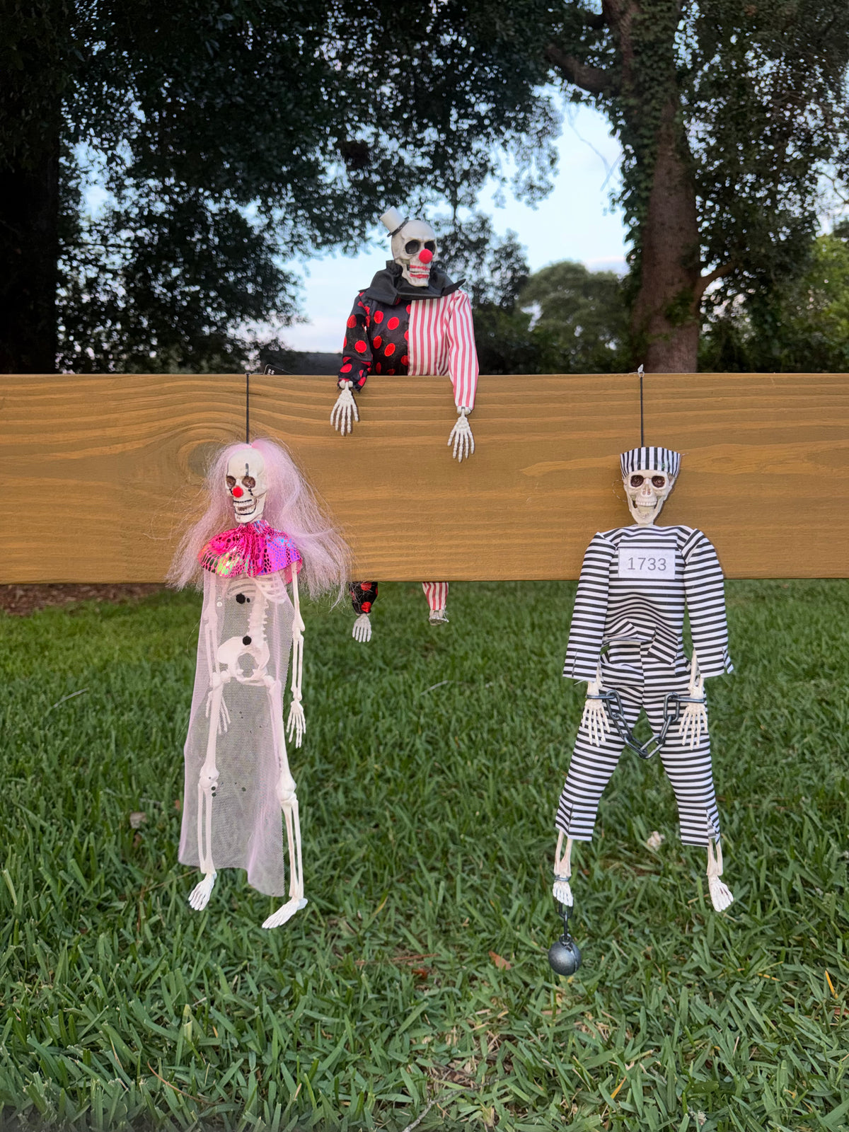 Three hanging Halloween skeleton decorations in clown and prisoner outfits displayed on a wooden fence and grass outdoors.