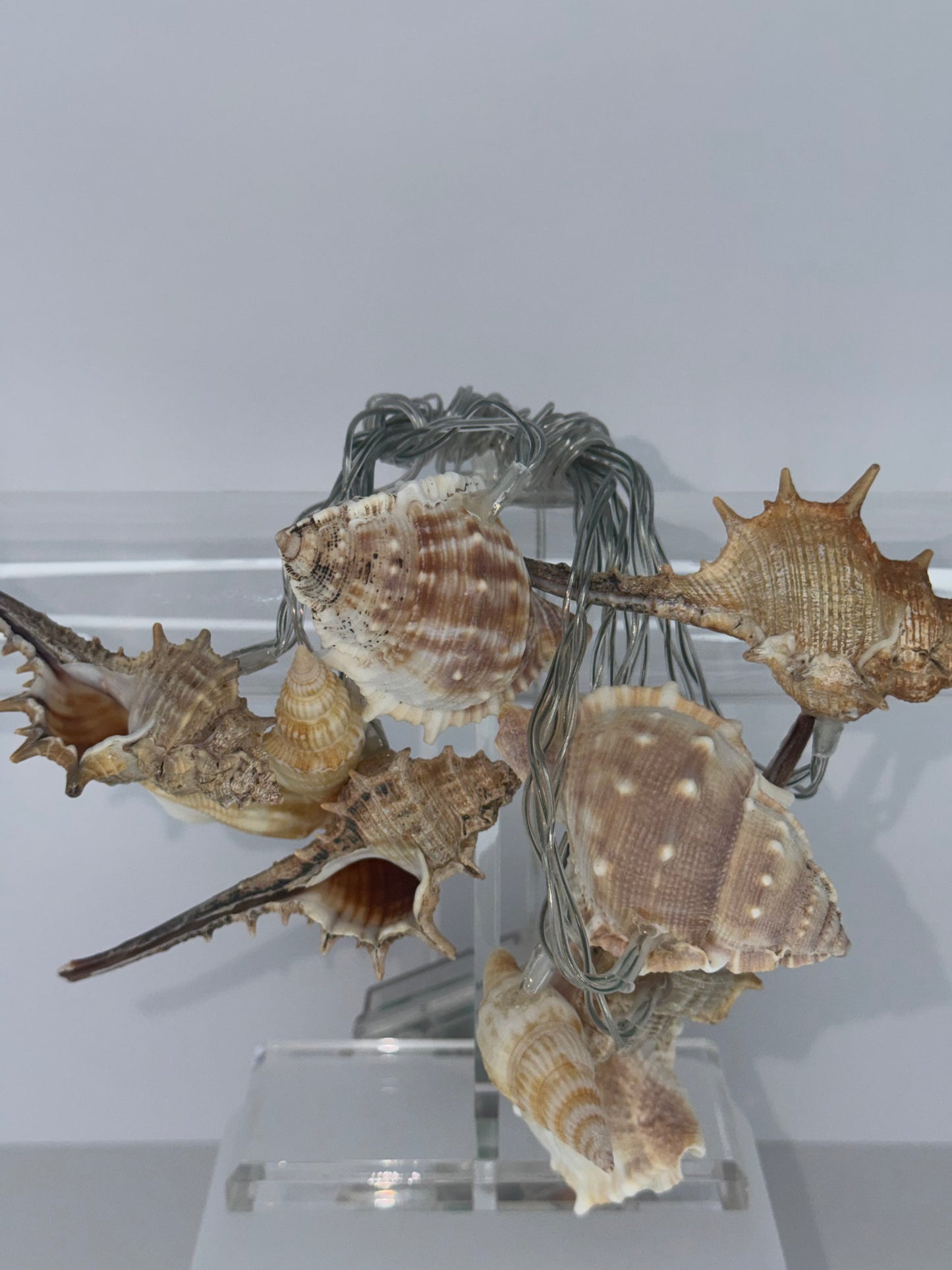 A decorative arrangement of several large seashells mounted on a twisted metal wire frame, displayed against a plain light gray wall.