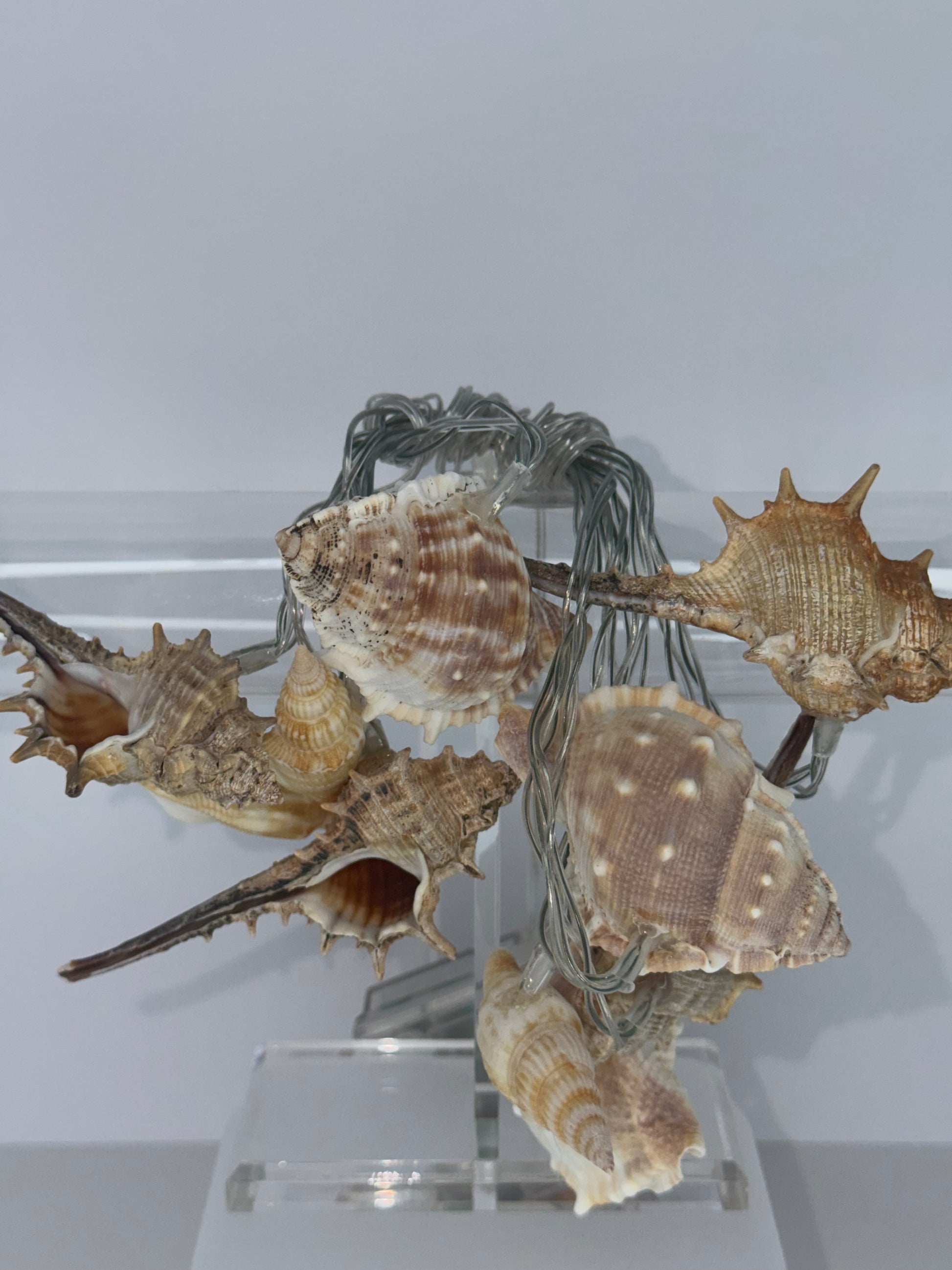 A decorative arrangement of several large seashells mounted on a twisted metal wire frame, displayed against a plain light gray wall.