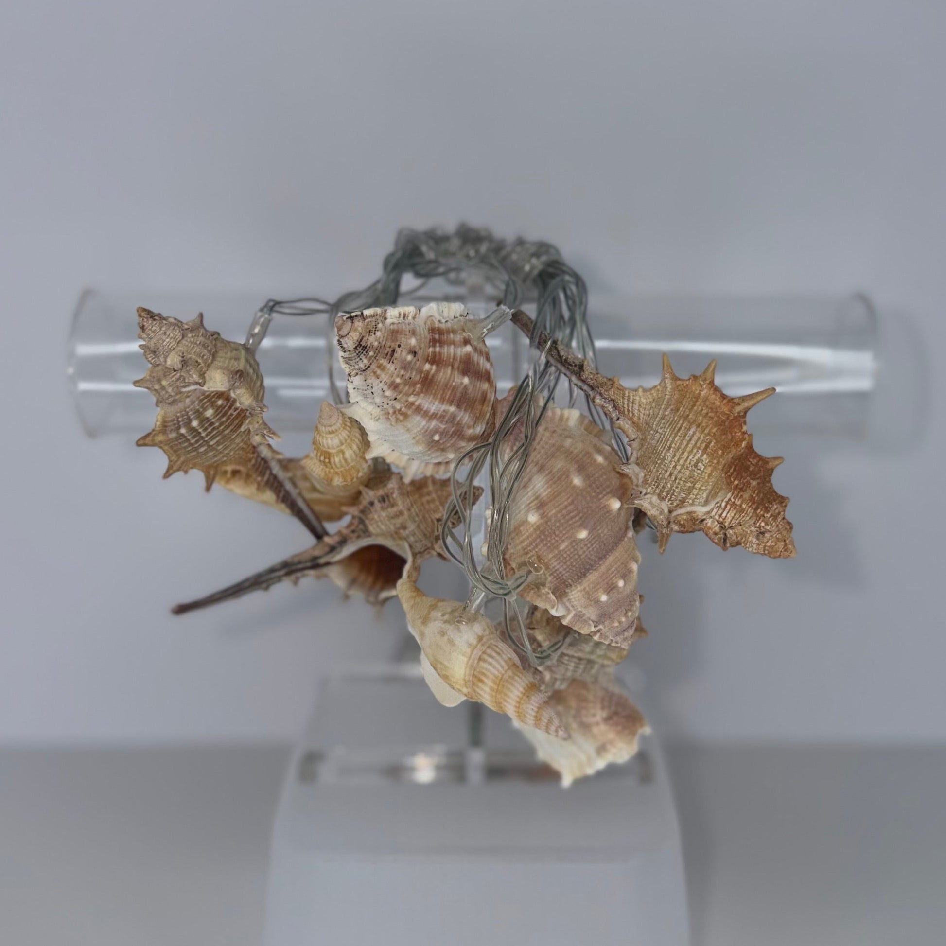 A cluster of dried seashells wrapped in gray string, displayed on a clear acrylic stand against a light gray background.
