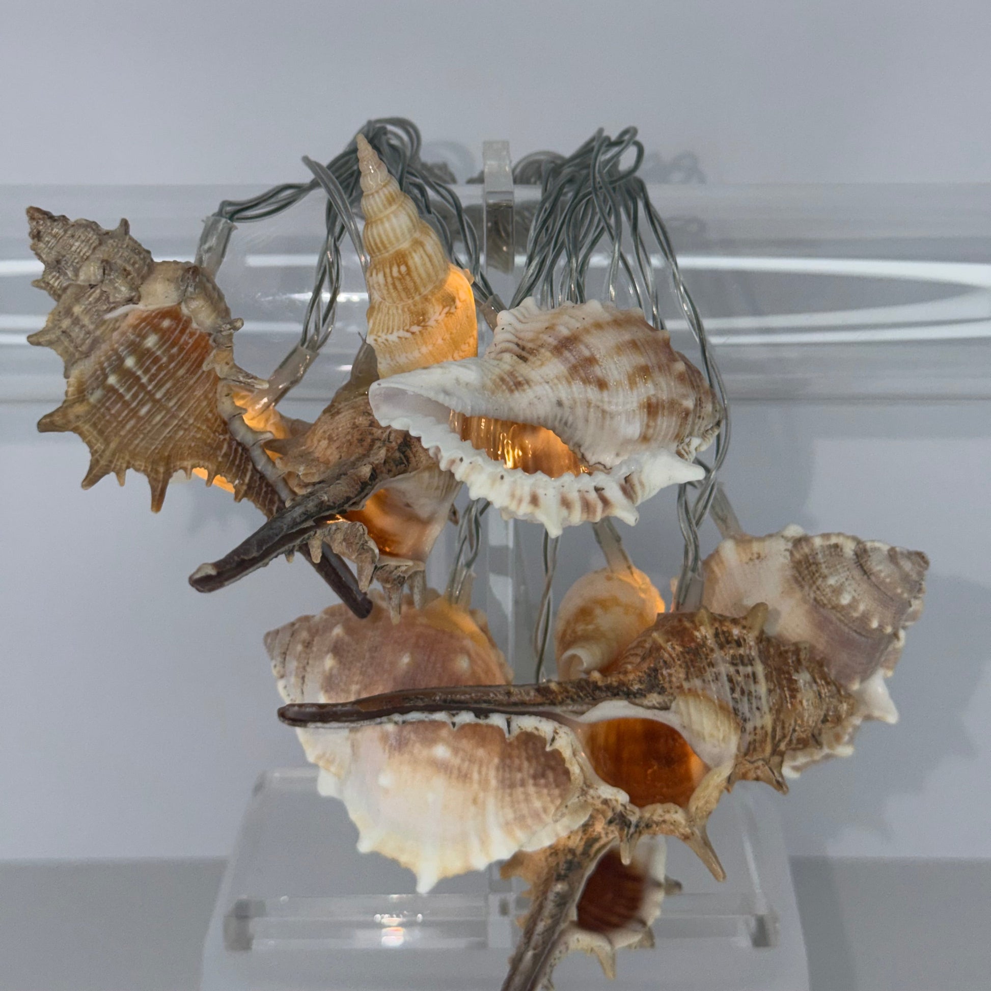 A cluster of natural seashells attached to a clear acrylic stand with thin dark wire wrapping, photographed against a plain light gray background.